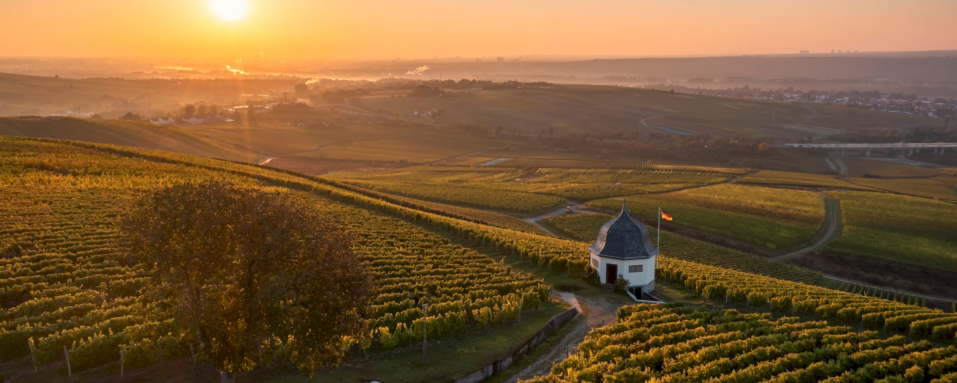 Beautiful Vineyard in the wine region Rheingau in Germany