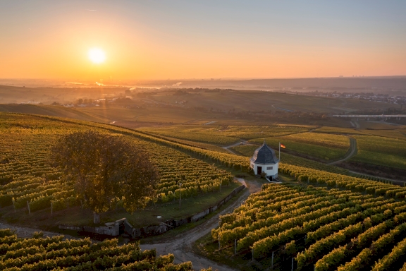 Beautiful Vineyard in the wine region Rheingau in Germany