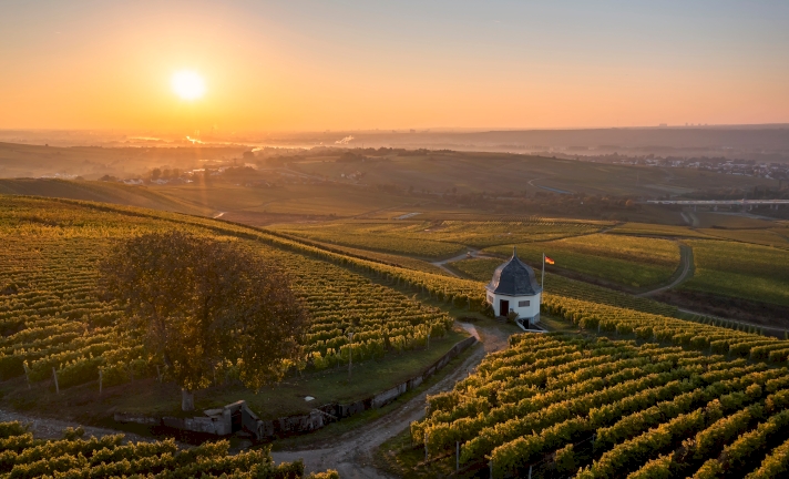 Beautiful Vineyard in the wine region Rheingau in Germany