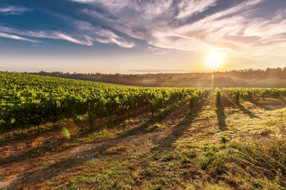 German vineyard in the sun