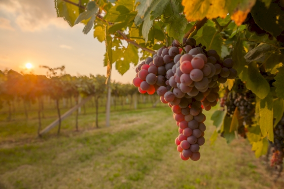 Red grapes in the sunset on a vineyard