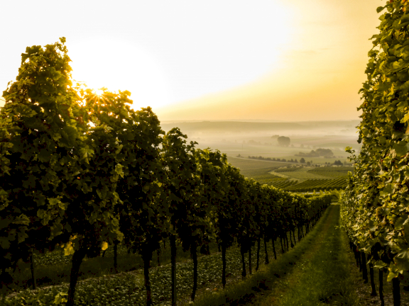 Wine-growing region Rheinhessen in a valley of gentle rolling hills